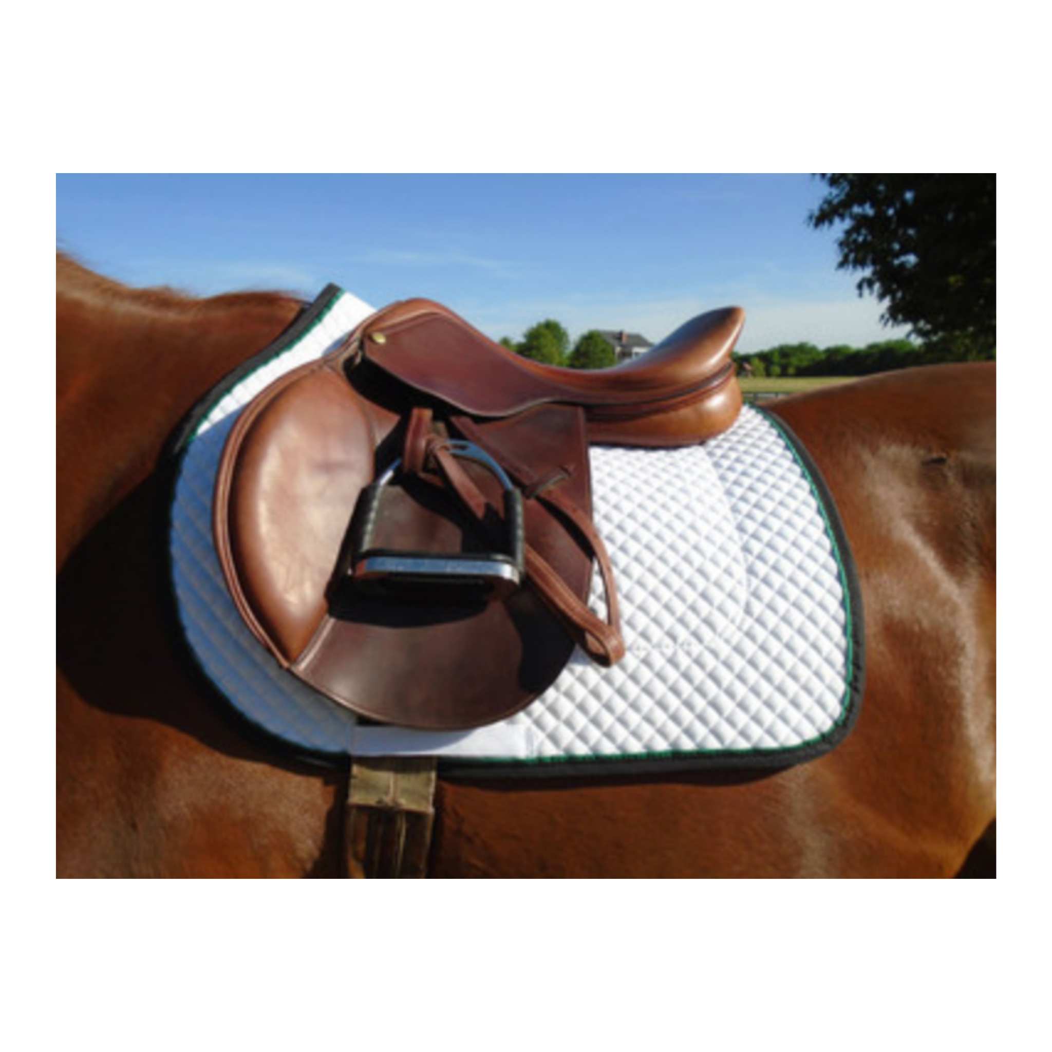Hunter/Jumper Schooling Show Saddle Pad